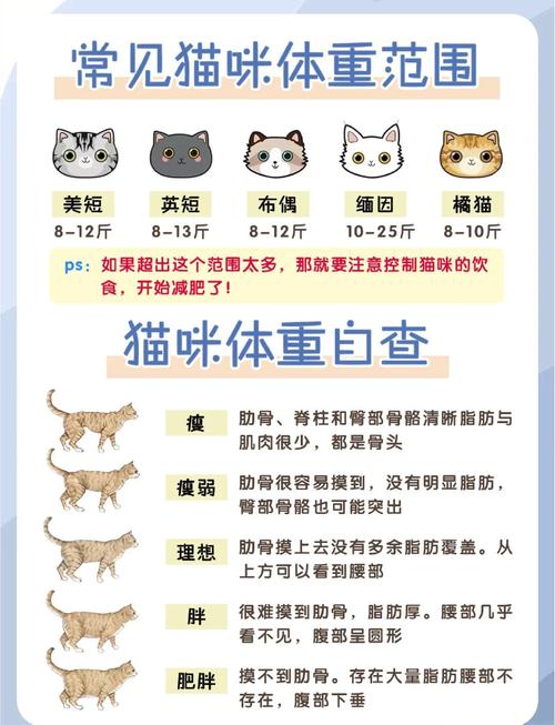 猫咪肥胖的危害,猫咪肥胖会导致什么-第6张图片-后鲨宠物 猫咪肥胖的危害,猫咪肥胖会导致什么-第6张图片-后鲨宠物