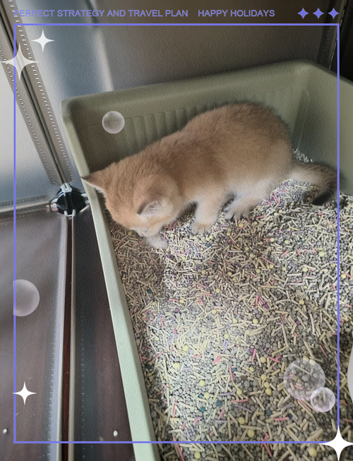 猫咪打疫苗后呕吐,猫咪打疫苗后呕吐黄色液体-第3张图片-后鲨宠物 猫咪打疫苗后呕吐,猫咪打疫苗后呕吐黄色液体-第3张图片-后鲨宠物