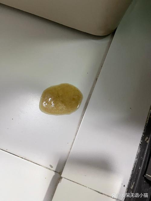 猫咪打疫苗后呕吐,猫咪打疫苗后呕吐黄色液体-第4张图片-后鲨宠物 猫咪打疫苗后呕吐,猫咪打疫苗后呕吐黄色液体-第4张图片-后鲨宠物