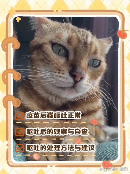 猫咪打疫苗后呕吐,猫咪打疫苗后呕吐黄色液体-第5张图片-后鲨宠物 猫咪打疫苗后呕吐,猫咪打疫苗后呕吐黄色液体-第5张图片-后鲨宠物