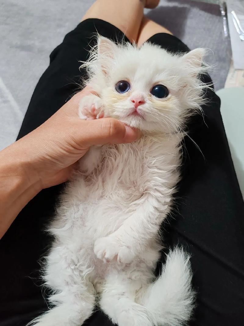 猫咪喜欢玩什么玩具,猫咪都喜欢玩什么?-第1张图片-后鲨宠物 猫咪喜欢玩什么玩具,猫咪都喜欢玩什么?-第1张图片-后鲨宠物