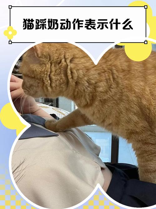 猫咪为什么会踩奶,猫咪为什么会踩奶还会发出呼呼声-第2张图片-后鲨宠物 猫咪为什么会踩奶,猫咪为什么会踩奶还会发出呼呼声-第2张图片-后鲨宠物