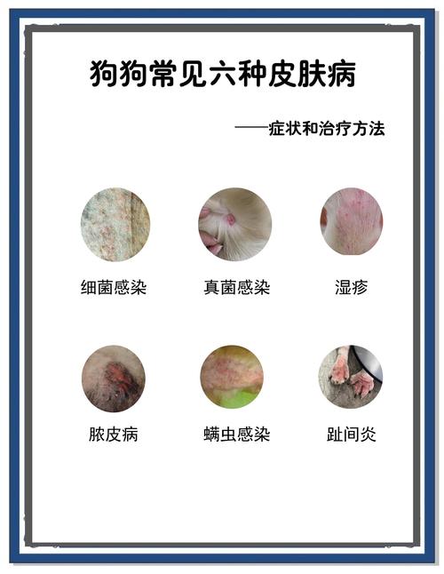 狗狗皮肤病能不能洗澡_狗狗得了皮肤病可以洗澡吗