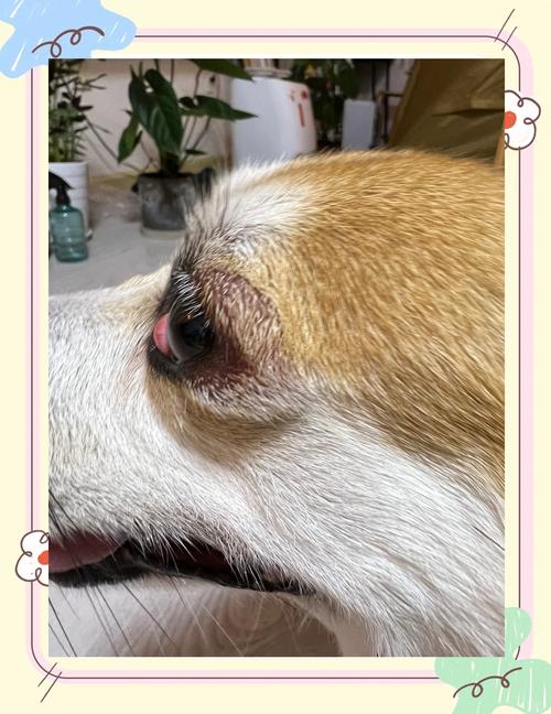 狗狗打完疫苗吐了怎么回事_狗狗打完疫苗吐了是什么原因-第5张图片-后鲨宠物 狗狗打完疫苗吐了怎么回事_狗狗打完疫苗吐了是什么原因-第5张图片-后鲨宠物