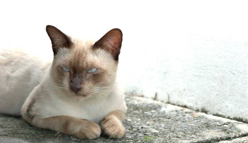  猫咪发情期可以做绝育吗，后悔给猫做绝育,太遭罪了-第2张图片-后鲨宠物