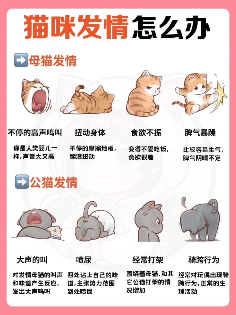  猫咪发情期可以做绝育吗，后悔给猫做绝育,太遭罪了-第5张图片-后鲨宠物