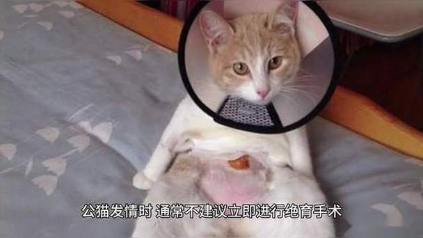  猫咪发情期可以做绝育吗，后悔给猫做绝育,太遭罪了-第6张图片-后鲨宠物