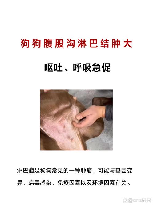  狗狗淋巴瘤能治好吗，狗狗淋巴瘤的症状样子