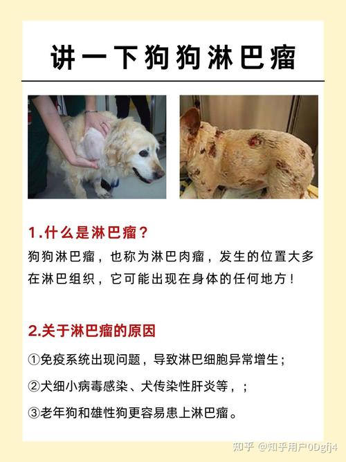 狗狗淋巴瘤能治好吗,狗狗淋巴瘤的症状样子-第2张图片-后鲨宠物 狗狗淋巴瘤能治好吗,狗狗淋巴瘤的症状样子-第2张图片-后鲨宠物