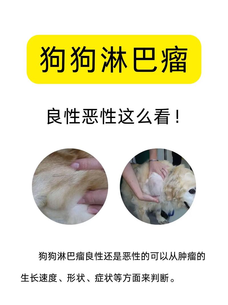 狗狗淋巴瘤能治好吗,狗狗淋巴瘤的症状样子-第4张图片-后鲨宠物 狗狗淋巴瘤能治好吗,狗狗淋巴瘤的症状样子-第4张图片-后鲨宠物