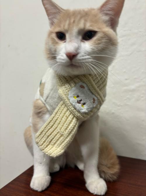 猫咪冬天要穿衣服吗_猫咪冬天需要买衣服吗-第4张图片-后鲨宠物 猫咪冬天要穿衣服吗_猫咪冬天需要买衣服吗-第4张图片-后鲨宠物