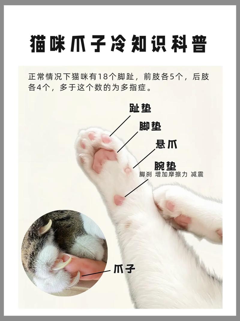 猫猫为什么喜欢踩奶_猫咪为啥喜欢踩奶-第4张图片-后鲨宠物 猫猫为什么喜欢踩奶_猫咪为啥喜欢踩奶-第4张图片-后鲨宠物