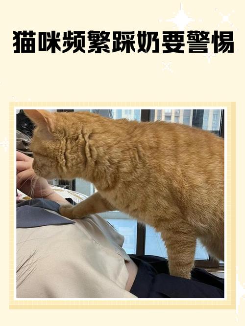 猫猫为什么喜欢踩奶_猫咪为啥喜欢踩奶-第5张图片-后鲨宠物 猫猫为什么喜欢踩奶_猫咪为啥喜欢踩奶-第5张图片-后鲨宠物