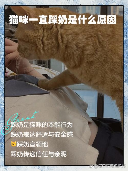 猫猫为什么喜欢踩奶_猫咪为啥喜欢踩奶-第6张图片-后鲨宠物 猫猫为什么喜欢踩奶_猫咪为啥喜欢踩奶-第6张图片-后鲨宠物