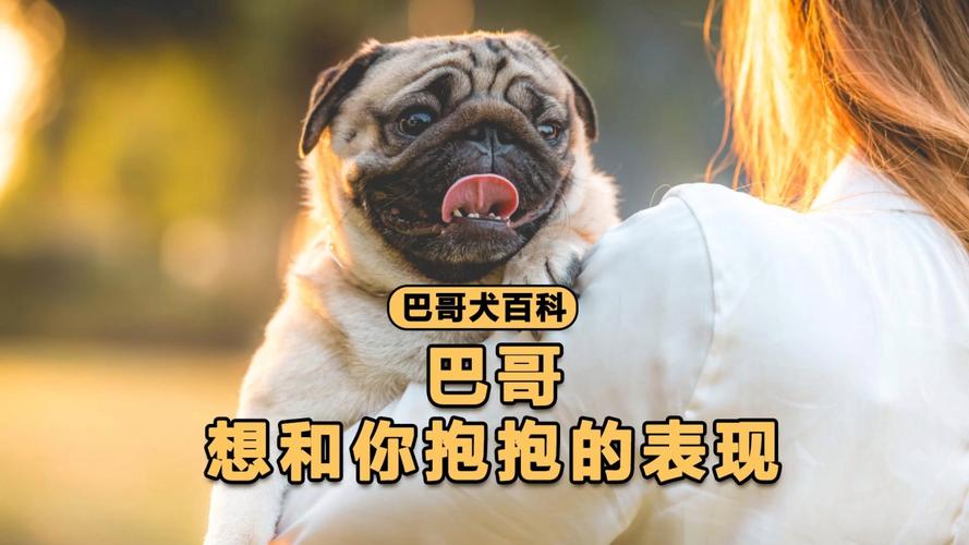 狗狗没有安全感怎么办，小狗没有安全感都表现？