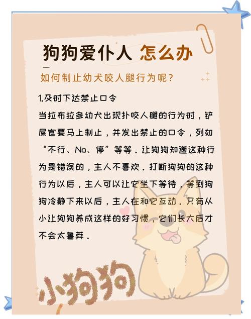 狗狗没有安全感怎么办,小狗没有安全感都表现?-第2张图片-后鲨宠物 狗狗没有安全感怎么办,小狗没有安全感都表现?-第2张图片-后鲨宠物