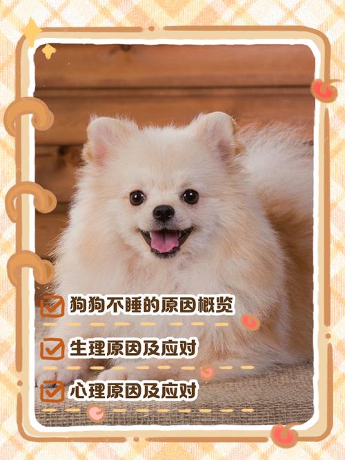 狗狗没有安全感怎么办,小狗没有安全感都表现?-第4张图片-后鲨宠物 狗狗没有安全感怎么办,小狗没有安全感都表现?-第4张图片-后鲨宠物