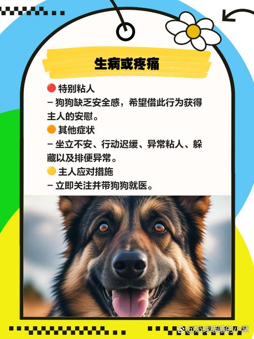 狗狗没有安全感怎么办,小狗没有安全感都表现?-第5张图片-后鲨宠物 狗狗没有安全感怎么办,小狗没有安全感都表现?-第5张图片-后鲨宠物