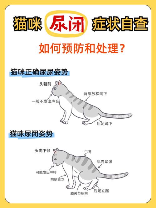 猫咪可以吃枸杞吗,小猫可以吃枸杞吗?-第6张图片-后鲨宠物 猫咪可以吃枸杞吗,小猫可以吃枸杞吗?-第6张图片-后鲨宠物