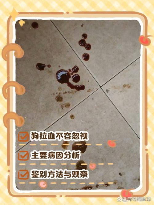  狗狗便中带血怎么回事，狗狗便便中带血-第2张图片-后鲨宠物