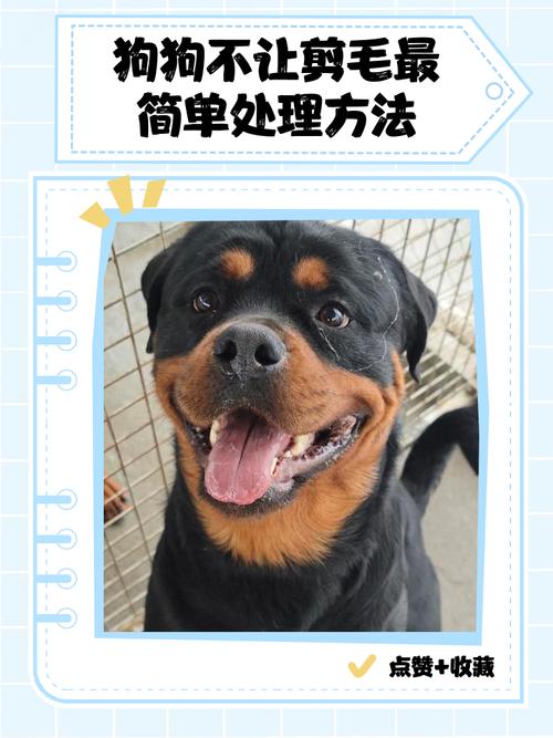 怎么让狗狗安静剪毛_如何让狗狗安静剃毛