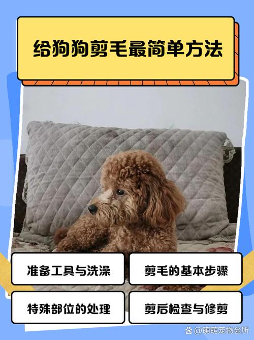 怎么让狗狗安静剪毛_如何让狗狗安静剃毛-第5张图片-后鲨宠物 怎么让狗狗安静剪毛_如何让狗狗安静剃毛-第5张图片-后鲨宠物