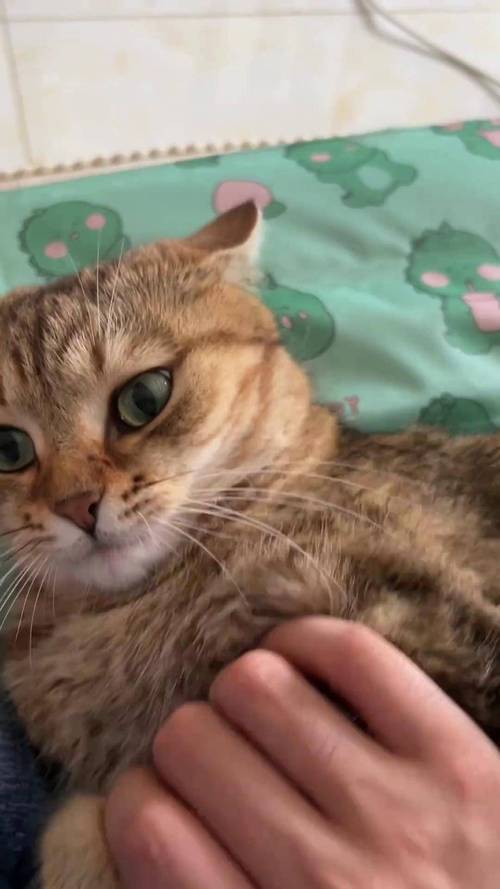 猫咪发情不吃饭怎么办，小猫咪发情不吃饭怎么办？-第2张图片-后鲨宠物