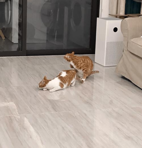 猫咪发情不吃饭怎么办，小猫咪发情不吃饭怎么办？-第4张图片-后鲨宠物