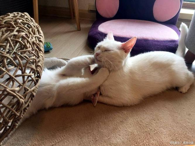 猫咪发情不吃饭怎么办，小猫咪发情不吃饭怎么办？-第5张图片-后鲨宠物