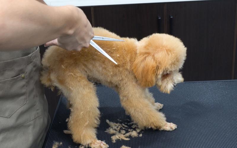  给狗狗洗澡多少钱，宠物店给狗狗洗澡多少钱-第3张图片-后鲨宠物