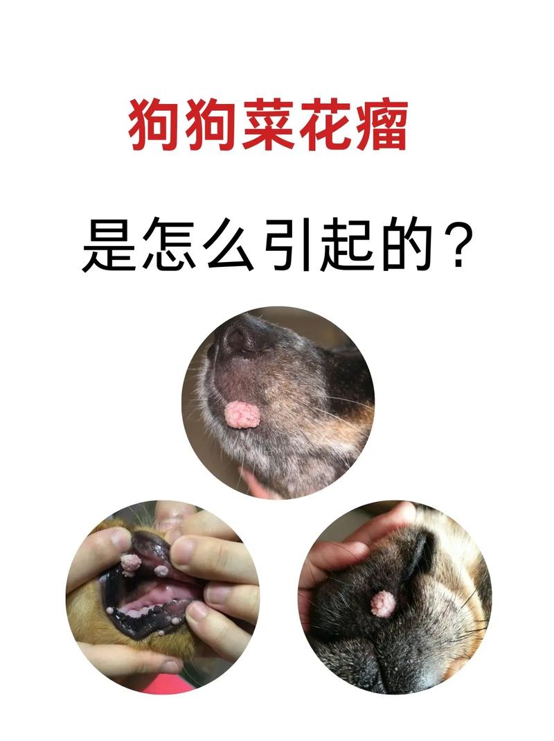 狗狗菜花瘤怎么引起的_狗狗菜花瘤治疗方法-第2张图片-后鲨宠物 狗狗菜花瘤怎么引起的_狗狗菜花瘤治疗方法-第2张图片-后鲨宠物