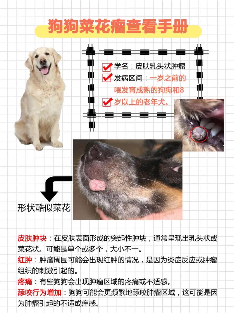 狗狗菜花瘤怎么引起的_狗狗菜花瘤治疗方法-第3张图片-后鲨宠物 狗狗菜花瘤怎么引起的_狗狗菜花瘤治疗方法-第3张图片-后鲨宠物