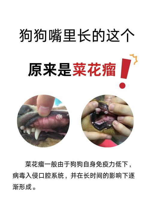 狗狗菜花瘤怎么引起的_狗狗菜花瘤治疗方法-第4张图片-后鲨宠物 狗狗菜花瘤怎么引起的_狗狗菜花瘤治疗方法-第4张图片-后鲨宠物