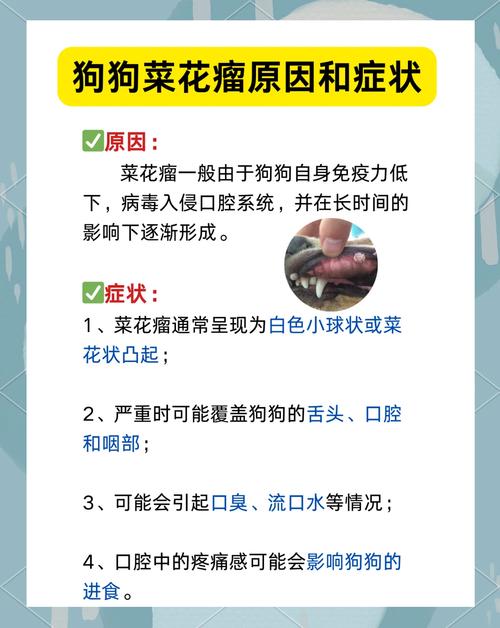 狗狗菜花瘤怎么引起的_狗狗菜花瘤治疗方法-第5张图片-后鲨宠物 狗狗菜花瘤怎么引起的_狗狗菜花瘤治疗方法-第5张图片-后鲨宠物