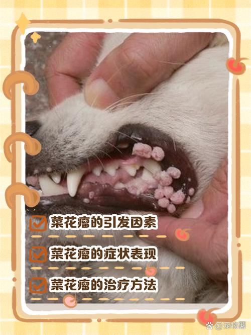 狗狗菜花瘤怎么引起的_狗狗菜花瘤治疗方法-第6张图片-后鲨宠物 狗狗菜花瘤怎么引起的_狗狗菜花瘤治疗方法-第6张图片-后鲨宠物