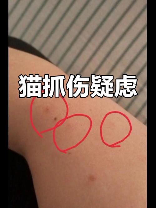 猫咪太淘气怎么办_猫咪很淘气到处翻怎么办-第2张图片-后鲨宠物 猫咪太淘气怎么办_猫咪很淘气到处翻怎么办-第2张图片-后鲨宠物