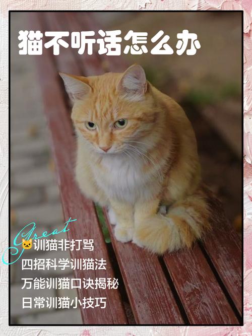 猫咪太淘气怎么办_猫咪很淘气到处翻怎么办-第3张图片-后鲨宠物 猫咪太淘气怎么办_猫咪很淘气到处翻怎么办-第3张图片-后鲨宠物