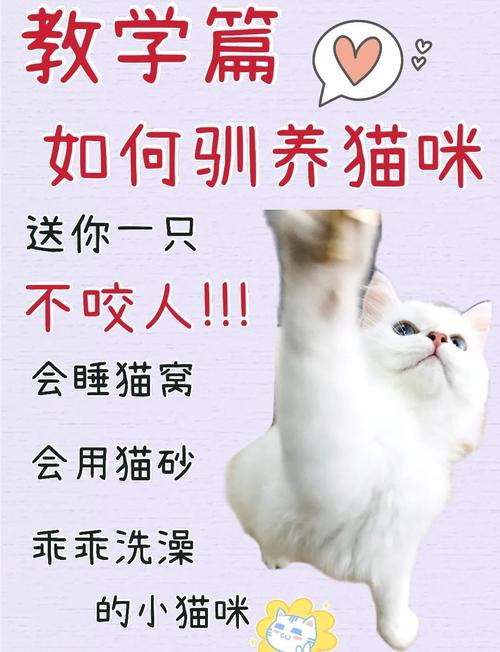猫咪太淘气怎么办_猫咪很淘气到处翻怎么办-第4张图片-后鲨宠物 猫咪太淘气怎么办_猫咪很淘气到处翻怎么办-第4张图片-后鲨宠物