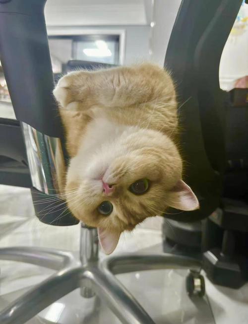 猫咪太淘气怎么办_猫咪很淘气到处翻怎么办-第5张图片-后鲨宠物 猫咪太淘气怎么办_猫咪很淘气到处翻怎么办-第5张图片-后鲨宠物