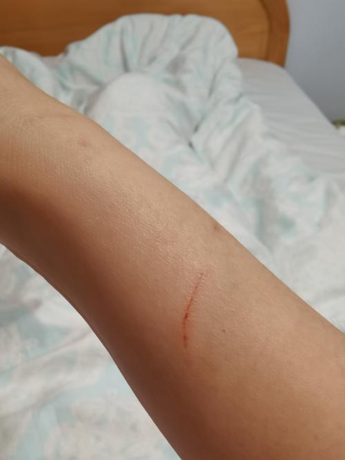 猫咪太淘气怎么办_猫咪很淘气到处翻怎么办-第6张图片-后鲨宠物 猫咪太淘气怎么办_猫咪很淘气到处翻怎么办-第6张图片-后鲨宠物