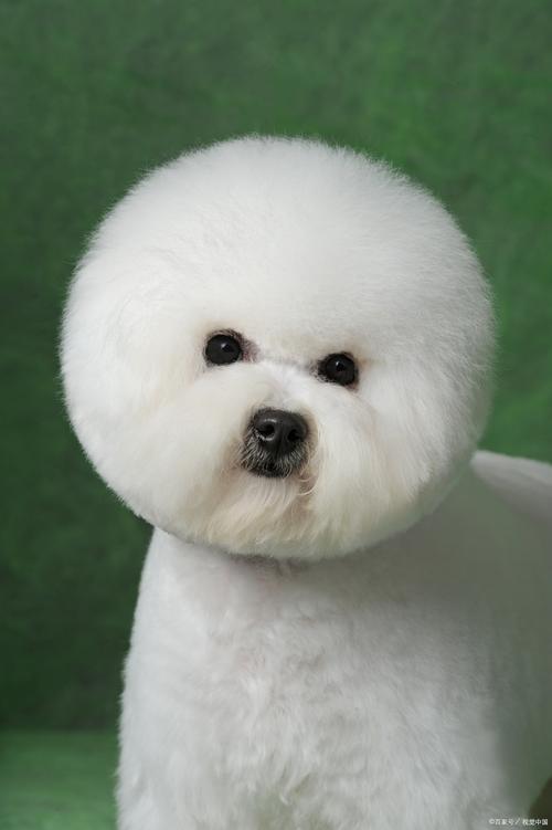 狗狗能吃桃胶吗_狗狗能不能吃桃酥-第3张图片-后鲨宠物