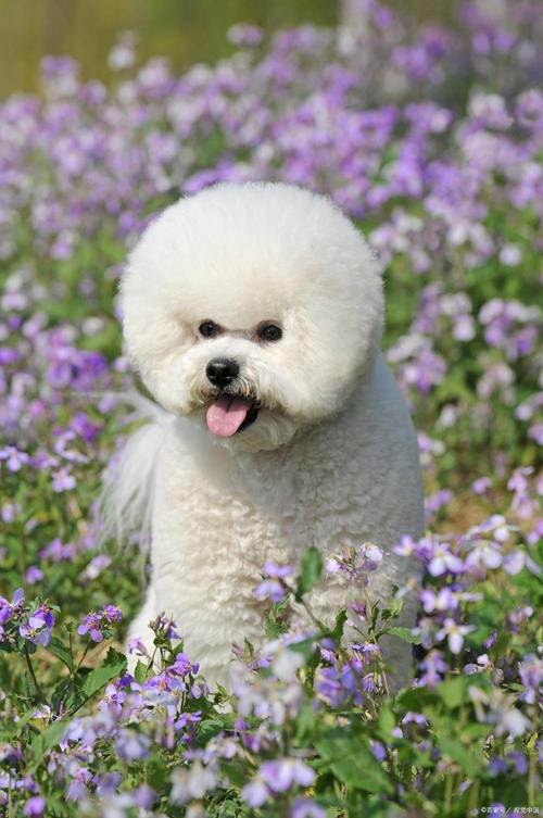 狗狗能吃桃胶吗_狗狗能不能吃桃酥-第5张图片-后鲨宠物