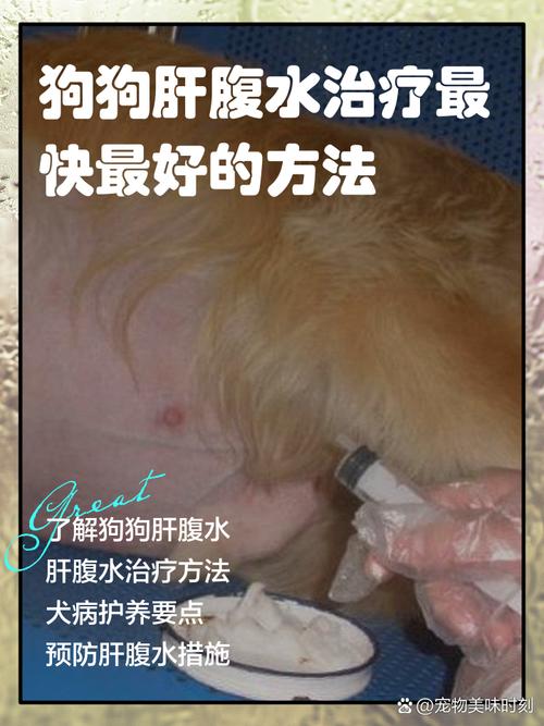 狗狗肝脏不好怎么调理，狗狗肝脏问题？