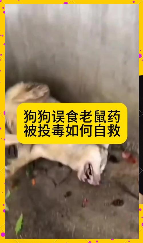 狗狗吃了有毒的东西怎么办,狗狗吃到有毒的食物,该如何急救??-第5张图片-后鲨宠物 狗狗吃了有毒的东西怎么办,狗狗吃到有毒的食物,该如何急救??-第5张图片-后鲨宠物