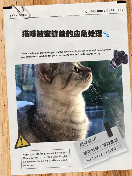 猫咪能喝蜂蜜吗,猫咪能喝蜂蜜吗为什么-第2张图片-后鲨宠物 猫咪能喝蜂蜜吗,猫咪能喝蜂蜜吗为什么-第2张图片-后鲨宠物