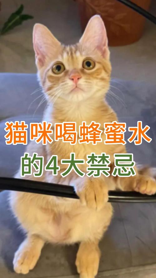 猫咪能喝蜂蜜吗,猫咪能喝蜂蜜吗为什么-第3张图片-后鲨宠物 猫咪能喝蜂蜜吗,猫咪能喝蜂蜜吗为什么-第3张图片-后鲨宠物