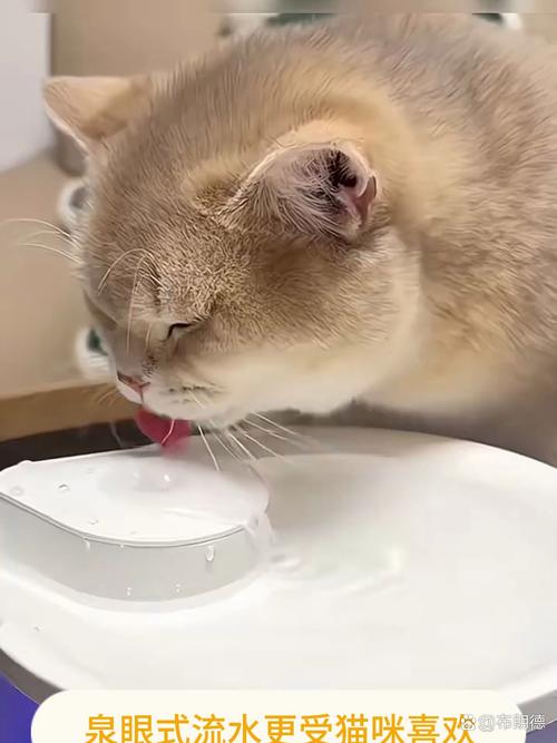 猫咪能喝蜂蜜吗,猫咪能喝蜂蜜吗为什么-第6张图片-后鲨宠物 猫咪能喝蜂蜜吗,猫咪能喝蜂蜜吗为什么-第6张图片-后鲨宠物