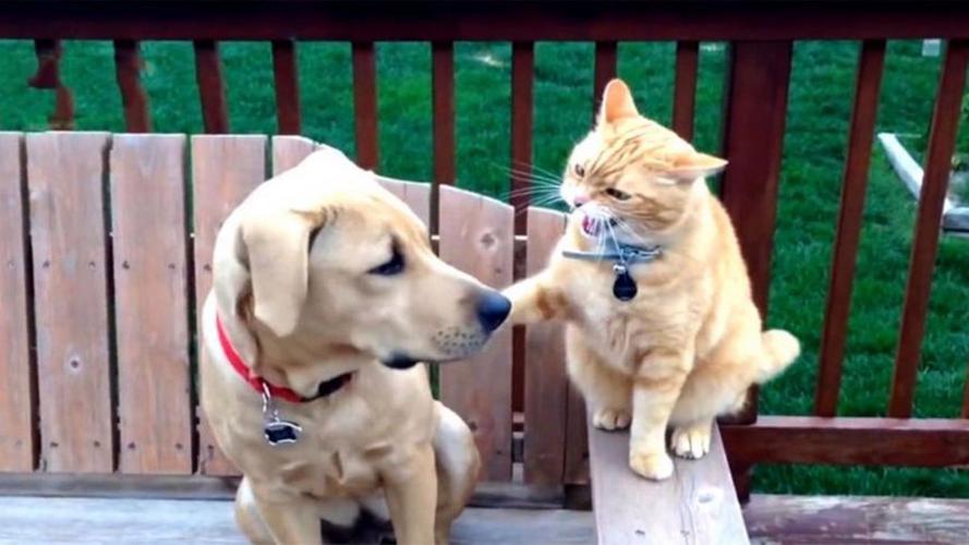 猫咪和狗狗打架,猫咪和狗狗打架是在玩吗?-第1张图片-后鲨宠物 猫咪和狗狗打架,猫咪和狗狗打架是在玩吗?-第1张图片-后鲨宠物