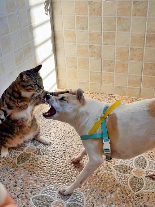 猫咪和狗狗打架,猫咪和狗狗打架是在玩吗?-第4张图片-后鲨宠物 猫咪和狗狗打架,猫咪和狗狗打架是在玩吗?-第4张图片-后鲨宠物
