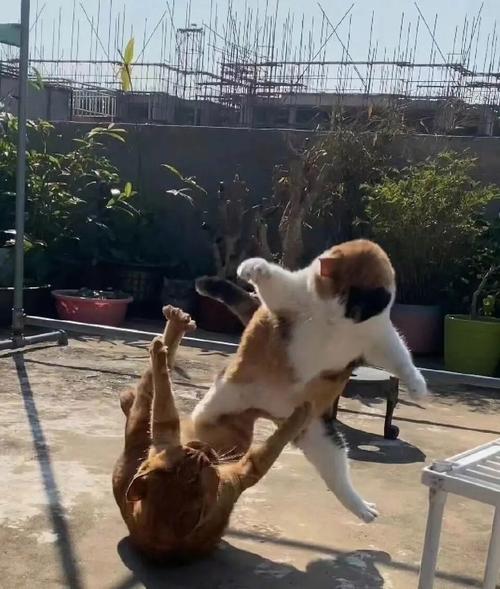 猫咪和狗狗打架,猫咪和狗狗打架是在玩吗?-第5张图片-后鲨宠物 猫咪和狗狗打架,猫咪和狗狗打架是在玩吗?-第5张图片-后鲨宠物